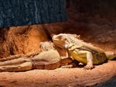 Mieszkańcy płockiego ZOO
