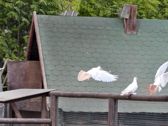 Mieszkańcy płockiego ZOO