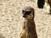 Mieszkańcy płockiego ZOO