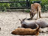 Mieszkańcy płockiego ZOO