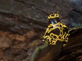 Mieszkańcy płockiego ZOO