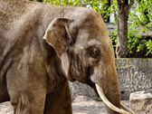Mieszkańcy płockiego ZOO