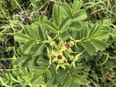 Zdjęcia z Huawei MatePad Pro Max