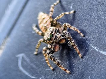 Skakun, jakieś 4 mm bez odnóży