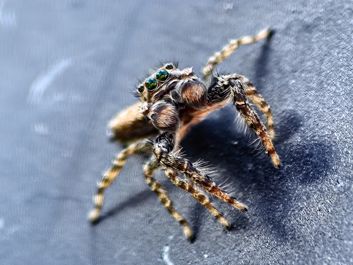 Skakun, jakieś 4 mm bez odnóży