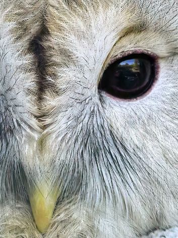 Puszczyk uralski z Zoo w Płocku
