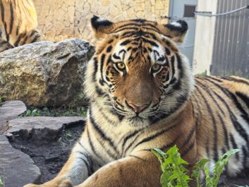 Jeden z młodych tygrysów z Płockiego Zoo