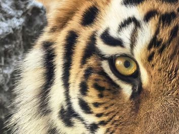 Jeden z młodych tygrysów z Płockiego Zoo