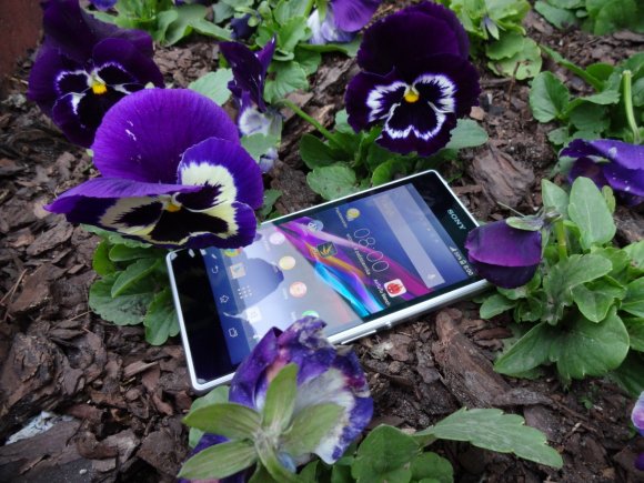 Xperia Z1 among pansies