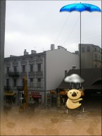 Miś koala