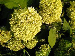 Jedno foto, drugie foto, ale... czemu te kwiatki wyglądają jakoś tak inaczej? Jedno foto, drugie foto, ale... czemu te kwiatki wyglądają jakoś tak inaczej?