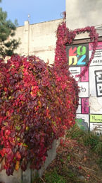 Zdjęcia dzienne z Sony Xperia Z3