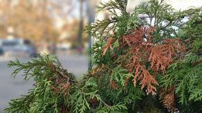 Rozmycie tła w aparacie Sony Xperia Z3