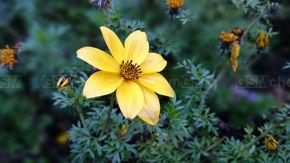 Rozmycie tła w aparacie Sony Xperia Z3