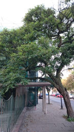 Zdjęcia dzienne z Sony Xperia Z3