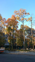 Zdjęcia dzienne z Sony Xperia Z3