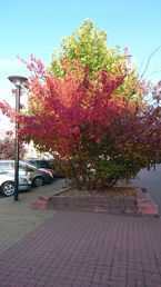 Zdjęcia dzienne z Sony Xperia Z3