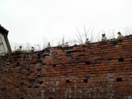 Kilka przykładowych zdjęć