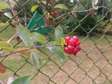 Kilka przykładowych fotek Kilka przykładowych fotek