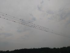 Kilka przykładowych fotek Kilka przykładowych fotek