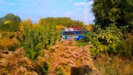 Efekt miniatury