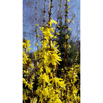 Zdjęcia użytkowników Acer Liquid E2 Duo