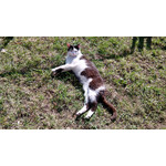 Zdjęcia użytkowników Acer Liquid E2 Duo