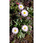 Zdjęcia użytkowników Acer Liquid E2 Duo