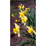 Zdjęcia użytkowników Acer Liquid E2 Duo