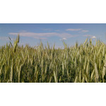 Zdjęcia użytkowników Acer Liquid E2 Duo