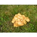 ZDJĘCIA Z TEGO TELEFONU