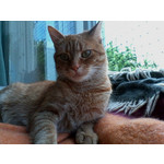 Zdjęcia użytkowników Alcatel 2005D