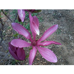 Zdjęcia użytkowników Alcatel 2005D