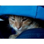 Zdjęcia użytkowników Alcatel 2005D