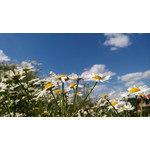 ZDJĘCIA Z TEGO TELEFONU