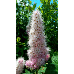 Zdjęcia użytkowników Alcatel One Touch Idol Alpha