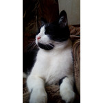 Zdjęcia użytkowników Alcatel One Touch Idol Alpha