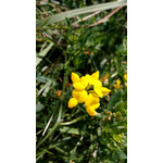 Zdjęcia użytkowników Alcatel One Touch Idol Alpha