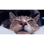 Zdjęcia użytkowników Alcatel One Touch Idol Alpha