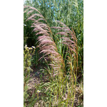 Zdjęcia użytkowników Alcatel One Touch Idol Alpha