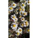 Zdjęcia użytkowników Alcatel One Touch Idol Alpha