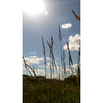 Zdjęcia użytkowników Alcatel One Touch Idol Alpha