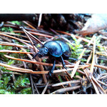 Zdjęcia użytkowników Alcatel One Touch Idol