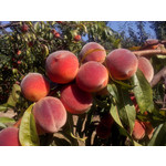 Zdjęcia użytkowników Alcatel One Touch Idol