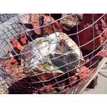 Zdjęcia użytkowników Alcatel One Touch Idol