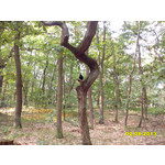 Zdjęcia użytkowników Alcatel One Touch Idol