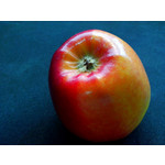 Zdjęcia użytkowników Alcatel One Touch Idol