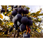 Zdjęcia użytkowników Alcatel One Touch Idol