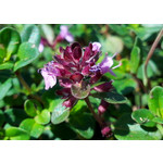 Zdjęcia użytkowników Alcatel One Touch Idol