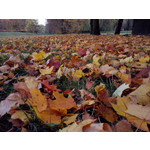 Zdjęcia użytkowników Alcatel One Touch Idol